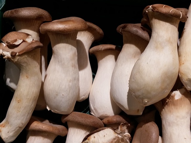 Léčivé houby reishi – Tajemství zdraví z přírody