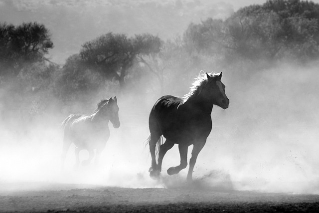 Dávkování spirulina pro koně – Péče o vašeho koně