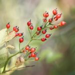 Cordyceps pro psa – O podpoře zdraví vašeho mazlíčka 19 Cordyceps pro psa – O podpoře zdraví vašeho mazlíčka