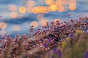 Lišejník islandský: Severská bylina plná překvapení