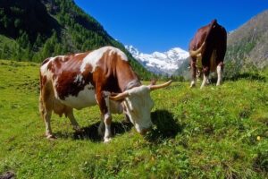 Pro Bio Svaz ekologických zemědělců: Podpora udržitelného zemědělství