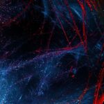 Red reishi účinky – Silný antioxidant pro imunitu 26 Red reishi účinky – Silný antioxidant pro imunitu