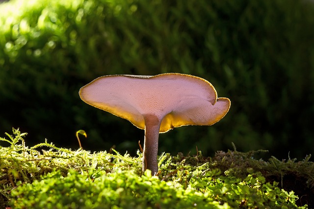 Léčivá houba reishi – Využití v tradiční medicíně