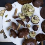 Terezia reishi recenze – Osobní zkušenost s houbou reishi 23 Terezia reishi recenze – Osobní zkušenost s houbou reishi