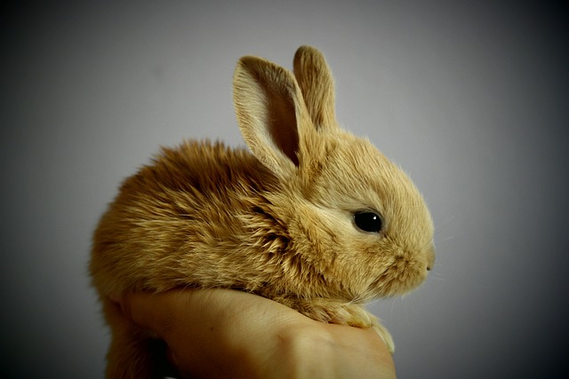 Bio lapis pro králíky: Kvalitní strava pro vaše domácí mazlíčky