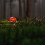 Čaj z huby reishi – Chutný způsob konzumace 27 Čaj z huby reishi – Chutný způsob konzumace