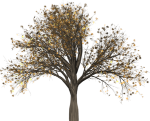 Tužebník jilmový: Přírodní aspirin a jeho účinky 35 Tužebník jilmový: Přírodní aspirin a jeho účinky