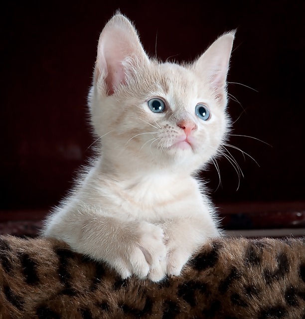 Spirulina Pro Kočky: Krmivo pro spokojené kočky