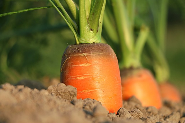 Proč jíst mrkev – Pro zdravé oči a pokožku