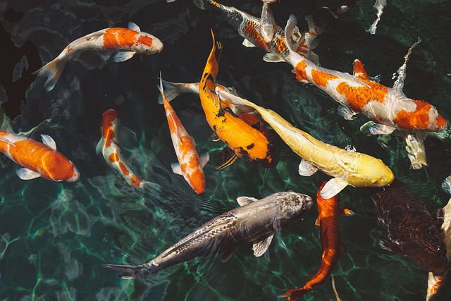 Jaké ryby jsou nejbohatší na omega-3 mastné kyseliny?