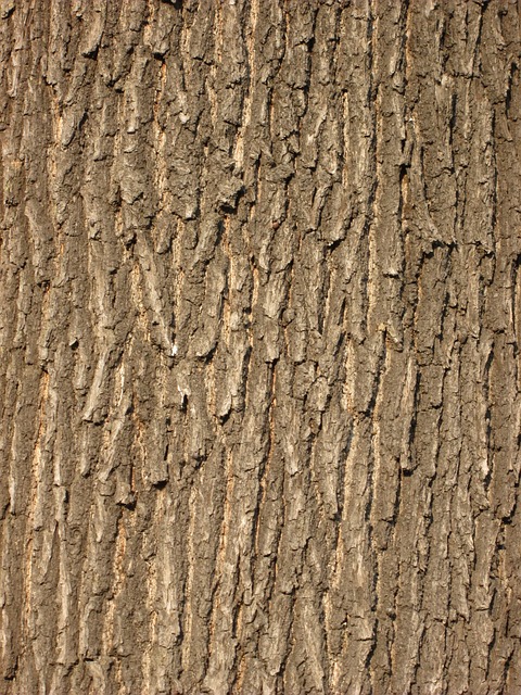 Bezpečné dávkování dubové kůry: Rady a pokyny pro optimální užívání