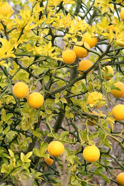 Svěží chuť bio citronů: ⁤Jak si užít maximální osvěžení ​každý ⁢den