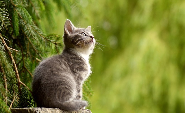 Proč je bio spirulina vhodná pro imunitní systém kočky?
