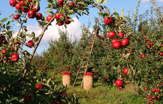 Prospěchy konzumace jablek pro zdraví