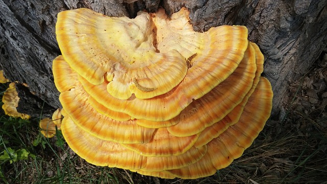 Prozkoumejte blahodárné účinky reishi na zdraví srdce a cév