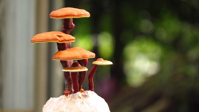 Příčiny reishi alergie a možné nežádoucí účinky