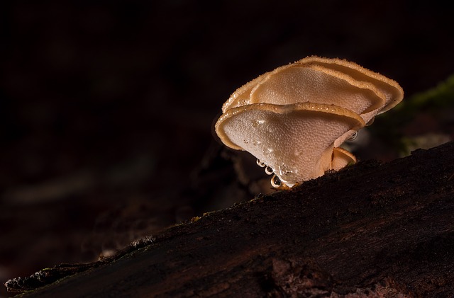 Vlastnosti Reishi houby a její účinnost ve zlepšování zdraví