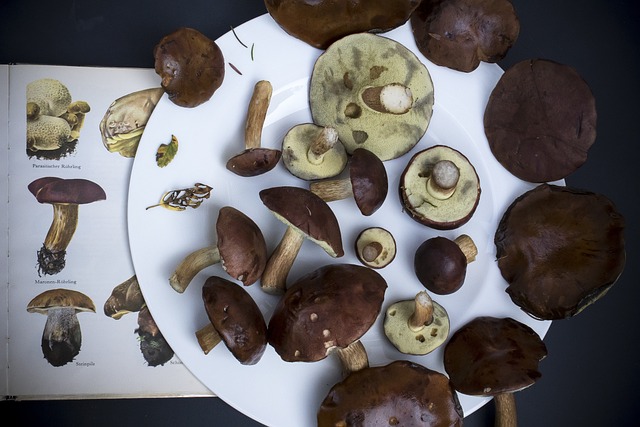6. Kořeny tradičního používání Reishi houby v české medicíně