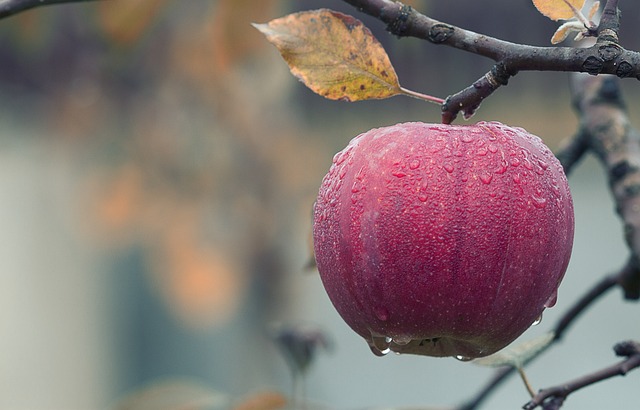 Poskytování výživy a přírodních vitamínů ve slupce jablka
