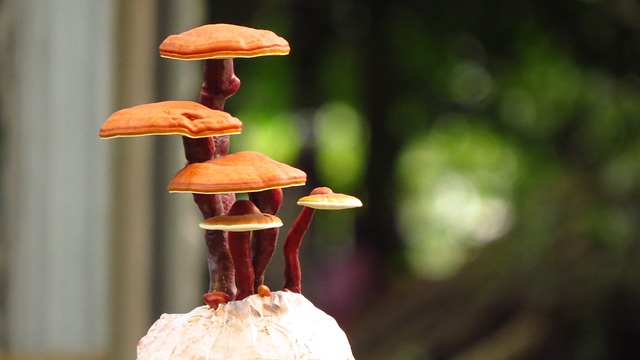 1. Úvod do světa houby reishi: Co je to a jaké jsou její potenciální pozitivní účinky