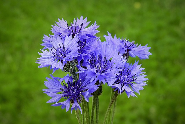 Jak využít modré květy chrpy polní v léčitelství: Doporučené přípravky a aplikace