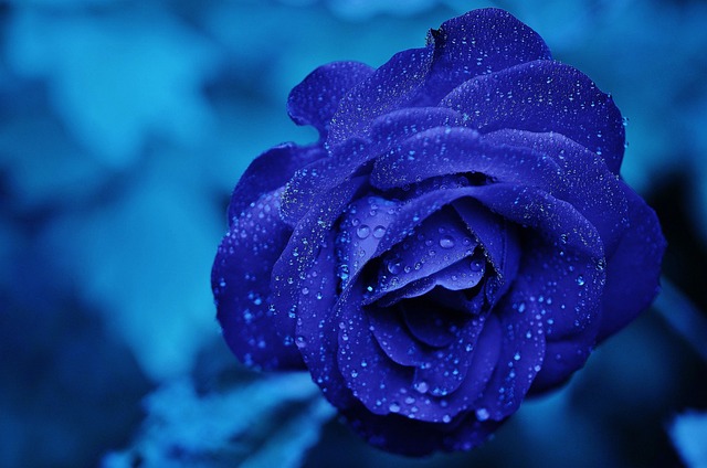 Modré květy chrpy polní: Popis a vzhled této léčivé rostliny