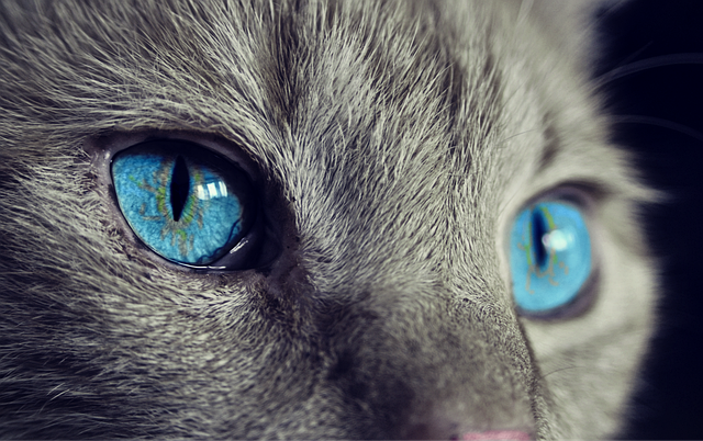 Jak podporuje bio spirulina zdraví vaší kočky?