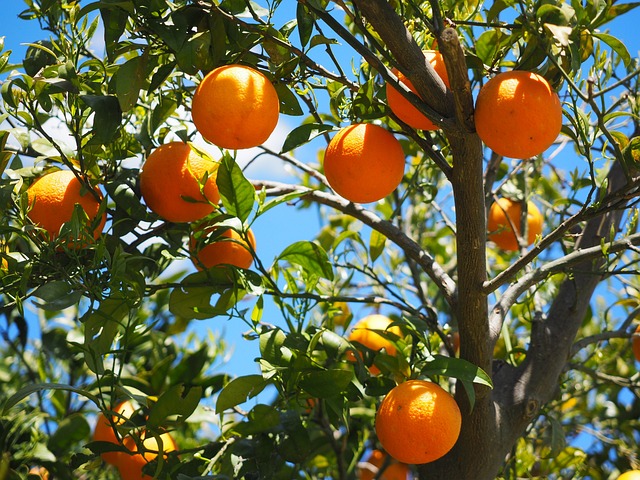 1. Pomeranče a jablka: Boží dar plný vitamínů a vlákniny