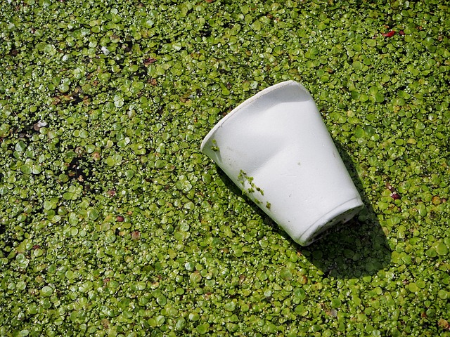 - Biologicky rozložitelný odpad: Co můžete‌ třídit‌ do vaší bio⁤ popelnice