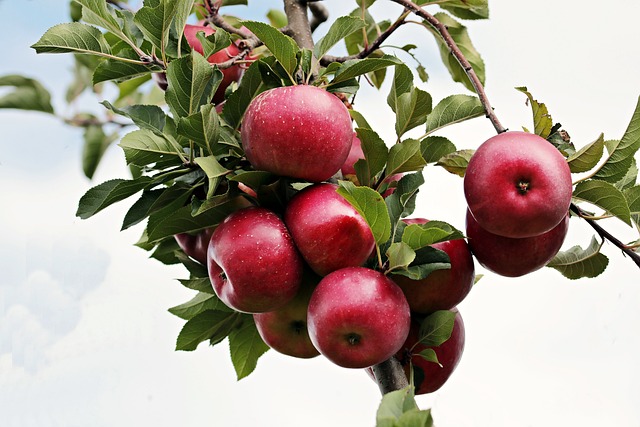 1. Jablka - nejlepší volba pro zdravé stravování a celkové zdraví
