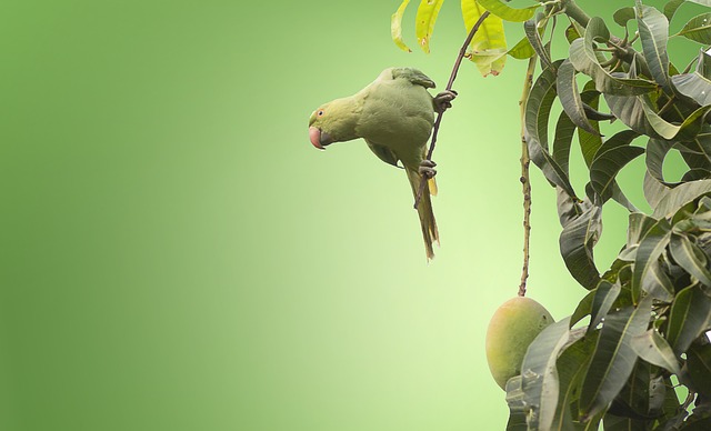 Dostaňte se do formy – Mango jako součást zdravého stravování