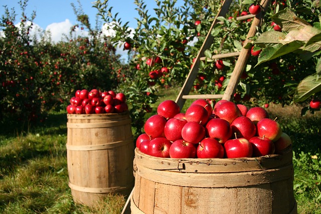 Jak vybrat a skladovat čerstvá jablka