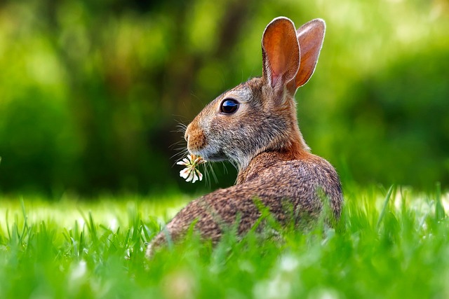 Kvalitní strava pro králíky: Proč je ‌důležité⁤ vybrat bio lapis?