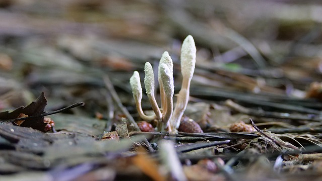 Cordyceps pro děti: Přehled o zdravotních přínosech