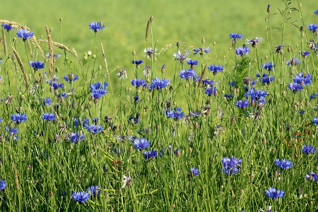 Kde najít modré květy chrpy polní v České republice: Oblíbené lokalizace