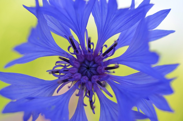 Léčivé vlastnosti modrých květů chrpy polní: Detoxikace a podpora trávení