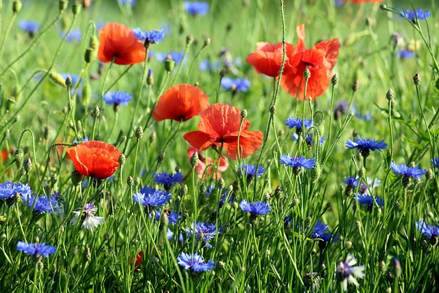 Modré květy chrpy polní a estetika: Inspirace pro zahradníky a květinové aranžmá