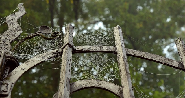 - Absorpce železa v těle: Jak jí můžete pomoci a zvýšit její efektivitu?