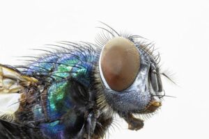 Pylový kalendář: Kdy se očekává největší alergické obtíže? 42 Pylový kalendář: Kdy se očekává největší alergické obtíže?