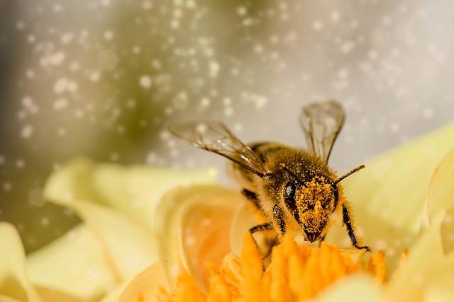 Jak minimalizovat vystavení se pylu v každodenním životě
