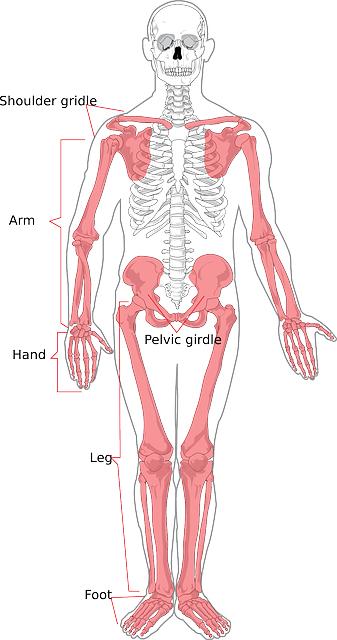 Osteoporóza: Co je to a jaké jsou příznaky tohoto onemocnění?