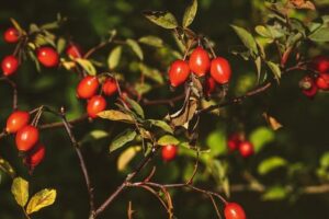 Šípkový čaj a sirup: Recepty na přírodní léčivé nápoje 4 Šípkový čaj a sirup: Recepty na přírodní léčivé nápoje