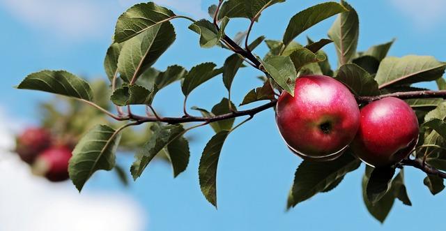 Zdravotní účinky draciho ovoce: Tajemství superpotraviny