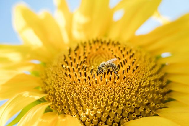 Semínka slunečnice a jejich výhody pro zdraví: Objasnění vědeckých faktů