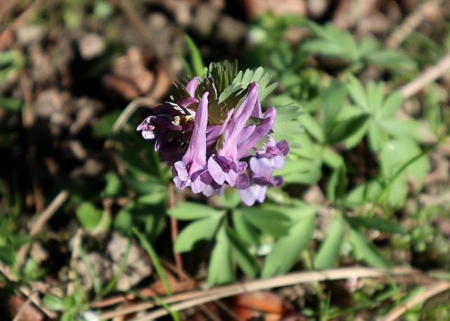 Dymnivka: Přehled léčivých vlastností a účinků na lidské zdraví