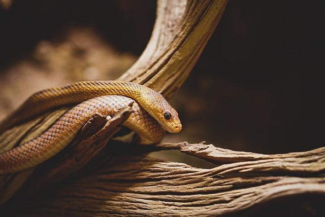 Úvod k článku o Rdesnu hadím kořeni: Jeho původ a historie