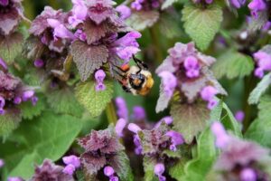 Hluchavka: Přírodní léčba bolestí hlavy a migrény 34 Hluchavka: Přírodní léčba bolestí hlavy a migrény