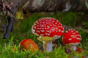 Muchomůrka: Tajemství této léčivé houby 8 Muchomůrka: Tajemství této léčivé houby