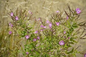 Vrbovka úzkolistá: Léčivé vlastnosti a možnosti využití v tradiční medicíně 3 Vrbovka úzkolistá: Léčivé vlastnosti a možnosti využití v tradiční medicíně