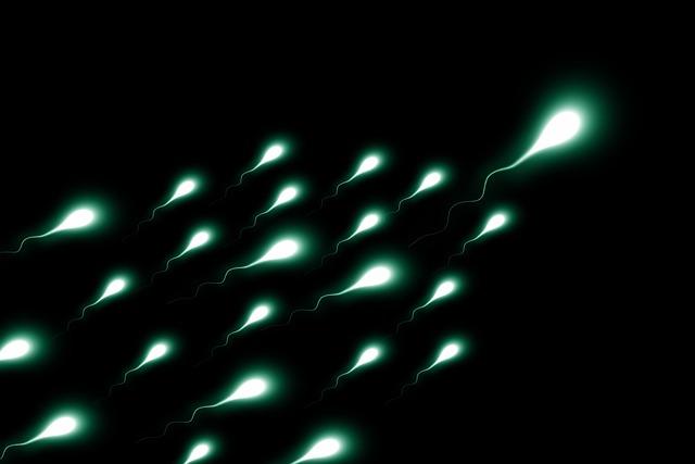 Kotvičník a sperma: Jak ovlivňuje mužskou plodnost?